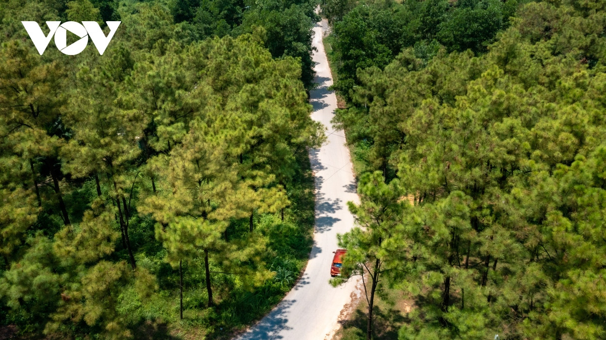 Nắng vàng, thông xanh nơi “Đà Lạt thu nhỏ” giữa lòng Quảng Ninh - Hình 19 Nang vang, thong xanh noi “Da Lat thu nho” giua long Quang Ninh-Hinh-19
