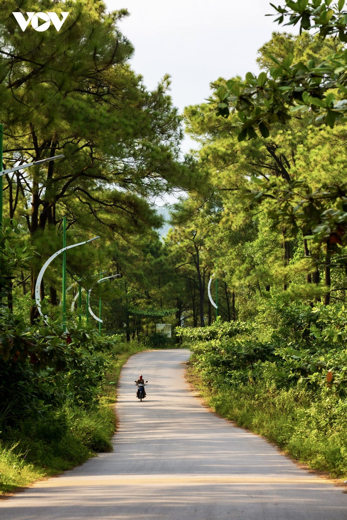 Nắng vàng, thông xanh nơi “Đà Lạt thu nhỏ” giữa lòng Quảng Ninh - Hình 14 Nang vang, thong xanh noi “Da Lat thu nho” giua long Quang Ninh-Hinh-14