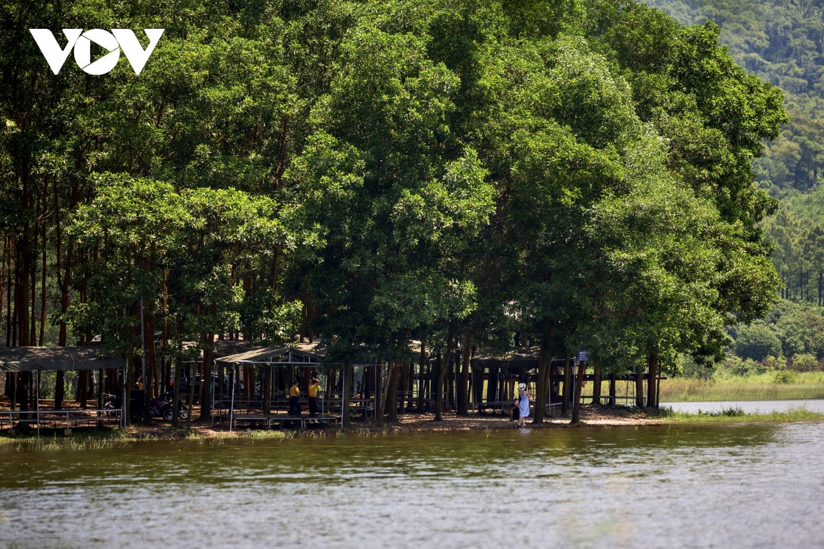 Nắng vàng, thông xanh nơi “Đà Lạt thu nhỏ” giữa lòng Quảng Ninh - Hình 11 Nang vang, thong xanh noi “Da Lat thu nho” giua long Quang Ninh-Hinh-11