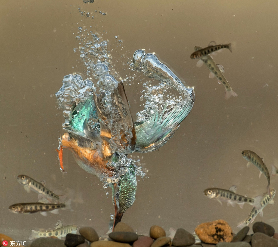 Khoanh khac boi ca san moi duoi nuoc dep doc la-Hinh-6