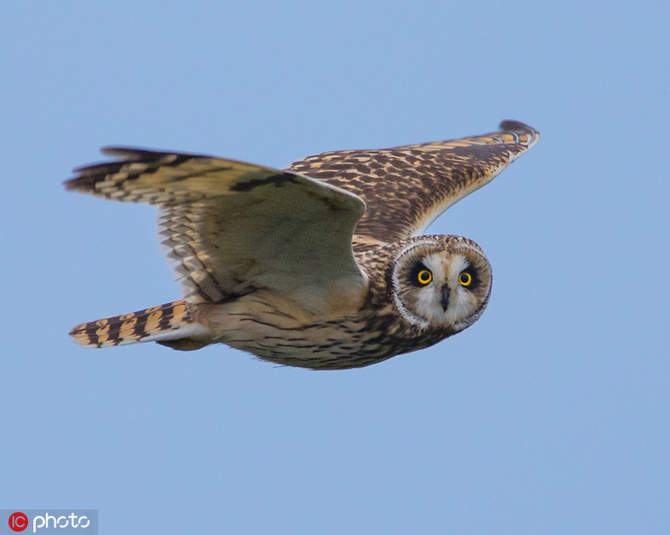 Cảm thấy khó hiểu khi bị chụp trộm, con cú này hướng ánh mắt cảnh cáo về phía nhiếp ảnh gia.