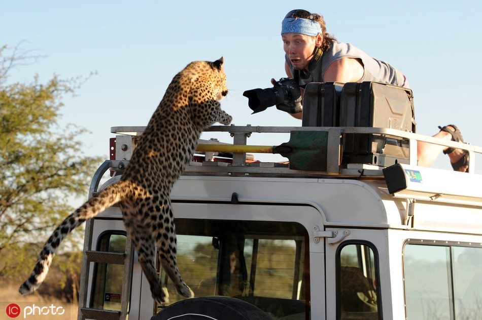 Thông thường, khi phát hiện bị chụp lén, phản ứng của những động vật hoang dã này rất tức giận.