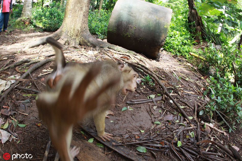 Có những con phản ứng trực tiếp bằng cách chạy đi hoặc tấn công nhiếp gia.