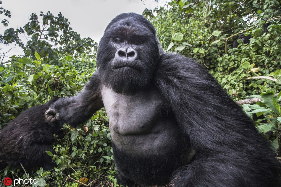 Chụp lén là một hành vi rất thô lỗ. Nếu không có sự xin phép, hầu như không ai thích thú. Động vật hoang dã cũng giống như vậy, chúng cũng có những cảm xúc khó chịu, có thái độ bực mình, có biểu hiện căm ghét, bực bội khi bị nhiếp ảnh gia chụp trộm.