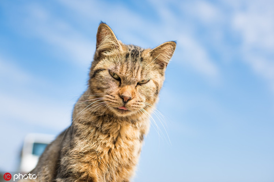 Trong ảnh là một con mèo hoang dã cố tình làm mặt xấu, khiến nhiếp ảnh gia không thể chụp được bức ảnh ưng ý nào.