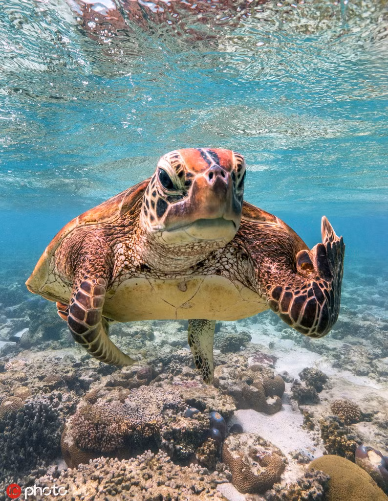 Con rùa biển bực bội vì bị nhiếp ảnh gia theo đuôi và chụp ảnh. Cảm thấy quá sức chịu đựng, rùa biển giơ ngón tay thối biểu thị rõ ràng thái độ của mình.