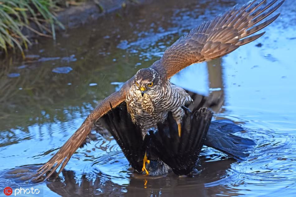 Ghe nguoi khoanh khac chim dieu hau san giet qua gay xam-Hinh-3