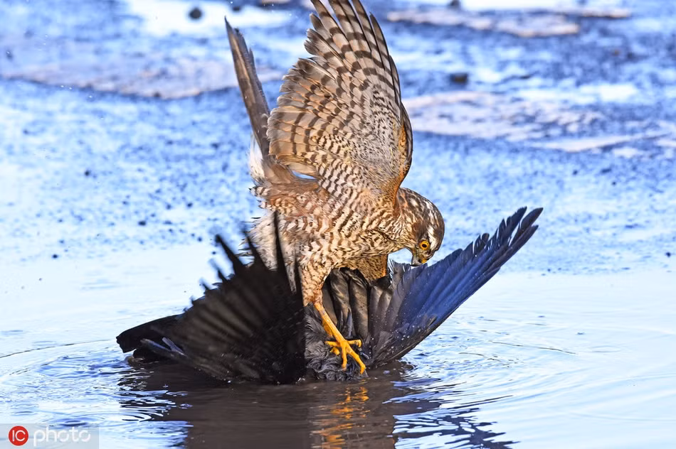 Ghe nguoi khoanh khac chim dieu hau san giet qua gay xam