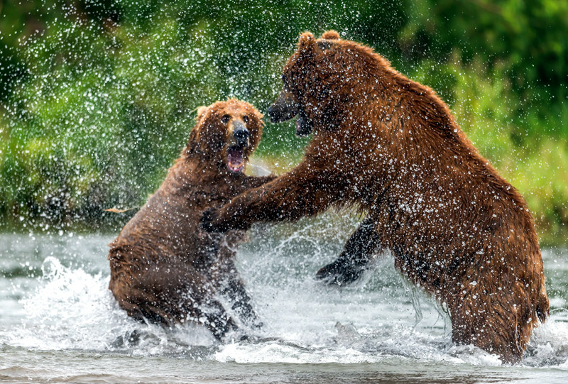 Gau nau hoang da tung du chieu ac 