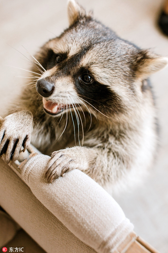 Cặp đôi người Nga Oleg và Elena Troskina không yêu thích những loại thú cưng thông thường như chó, mèo, chim chóc mà quyết định nuôi một con gấu mèo đáng yêu làm thú cưng, đặt tên là Tama.