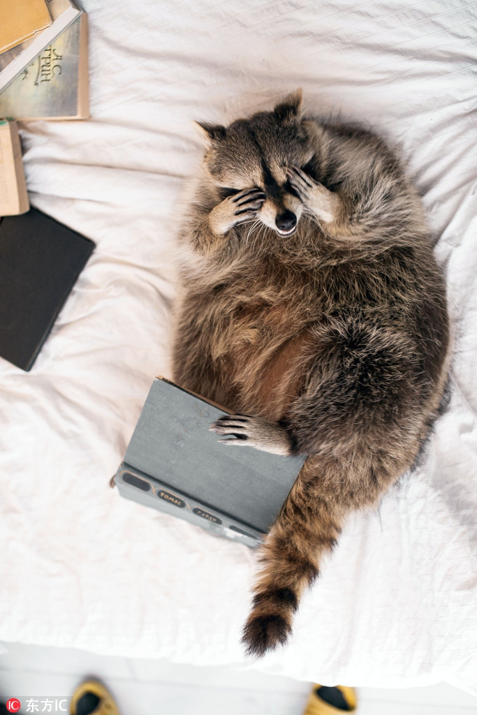 Vì được chăm sóc, yêu thương, sống cuộc đời hạnh phúc, gấu mèo Tama béo hơn rất nhiều so với đồng loại của mình.