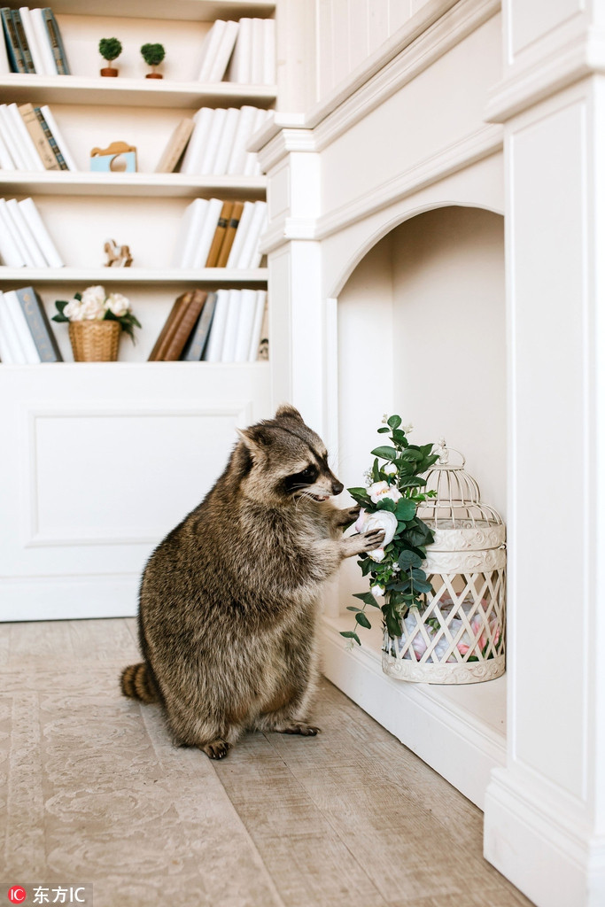 Bởi vì ngoài chuyện phá hoại đồ đạc, Tama thực sự là một ngôi sao hài hước trong gia đình, mang đến niềm vui, đem lại sự thoải mái cho Oleg và Elena.