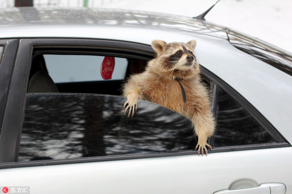 Cặp đôi chăm sóc cho Tama rất chu đáo. Khi đi dã ngoại cũng mang theo thú cưng đặc biệt của mình, hy vọng chú gầu mèo sẽ có được những trải nghiệm giống như họ.