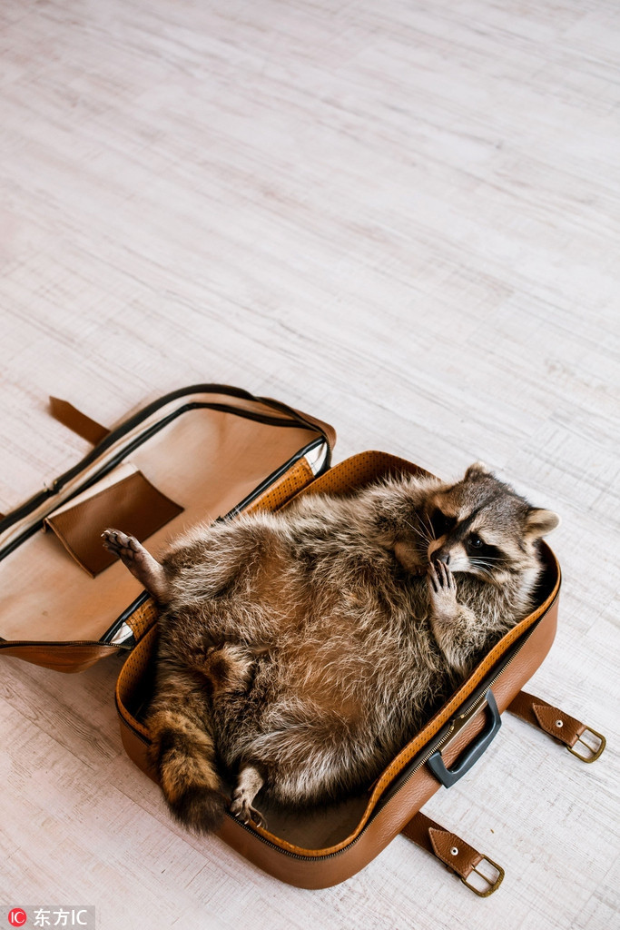 Trong ảnh là khoảnh khắc Tama xấu hổ, ngượng ngùng khi bị chủ nhân bắt gặp đang cố trốn vào vali để xin đi chơi.