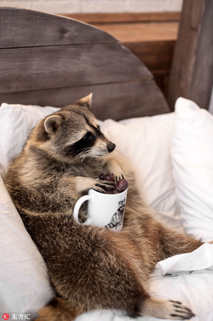 Gấu mèo trong thế giới động vật vốn nổi tiếng là loại động vật nghịch ngợm, phá phách. Chúng thậm chí còn được gọi là "đại vương ngỗ nghịch" vì có sở trường phá hoại, làm hỏng mọi vật, bị nhiều người ghét bỏ.