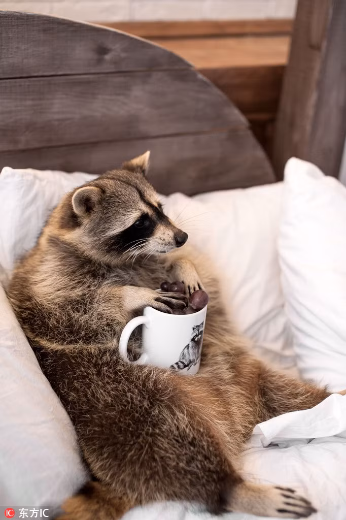 Gấu mèo trong thế giới động vật vốn nổi tiếng là loại động vật nghịch ngợm, phá phách. Chúng thậm chí còn được gọi là "đại vương ngỗ nghịch" vì có sở trường phá hoại, làm hỏng mọi vật, bị nhiều người ghét bỏ.