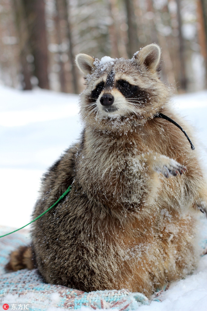 Thế nhưng tại nhà của Oleg và Elena, gấu mèo lại rất được nuông chiều.