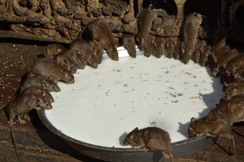 Ky di noi nhung con chuot duoc coi la nu than-Hinh-2