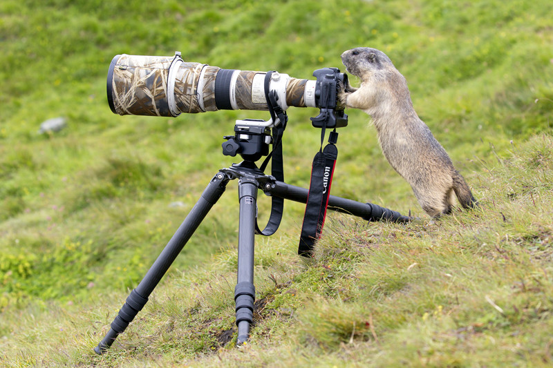 Soc Marmota hao huc hoc mot nghe cua nhiep anh gia