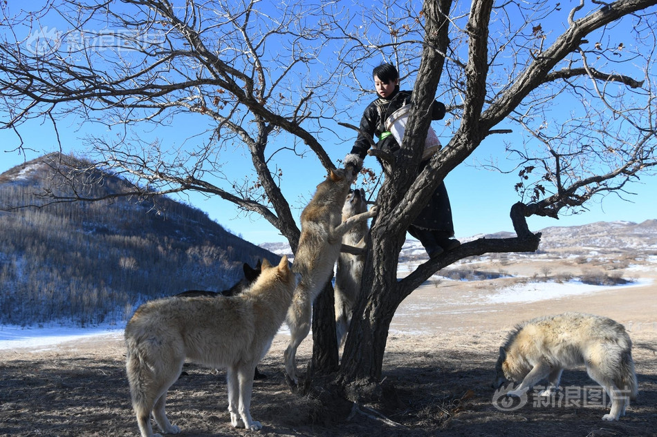Mới đầu, khi tiếp xúc với sói, Chu Nguyệt cũng giống như những người khác, cô sợ sói, sói cũng sợ cô. Được sự hướng dẫn tận tình từ người chú, Chu Nguyệt cuối cùng cũng gần gũi được với sói.