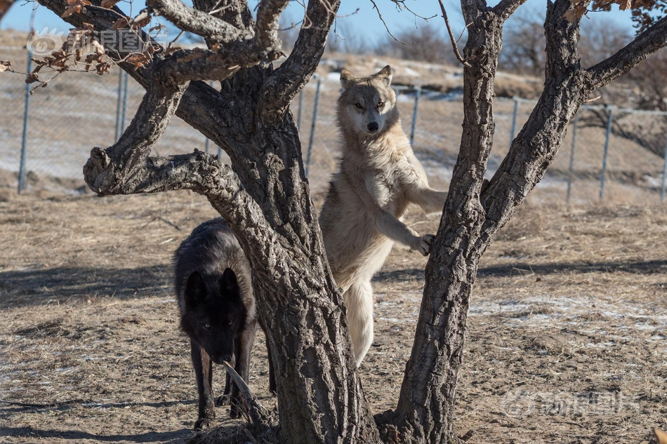 Chu Nguyệt cho biết, khi cho sói ăn, chơi với sói, cô thường không mang theo dụng cụ phòng thân, chỉ mặc quần áo Mông Cổ rất dày, vừa để giữ ấm, vừa phòng ngừa sói làm bị thương. Chúng sẽ không chủ động tấn công Chu Nguyệt nhưng đôi khí móng vuốt và hàm răng sắc nhọn của chúng sẽ vô tình làm cô bị thương.