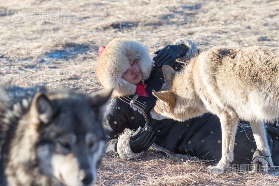 Cô gái trẻ Chu Hâm Nguyệt, 21 tuổi, đã nuôi sói được 4 năm. Hiện, Chu Nguyệt đang làm việc tại một khu du lịch sinh thái ở Nội Mông. Những con sói mà Chu Nguyệt nuôi đều được mua từ các tổ chức chăn nuôi chuyên nghiệp, và các nguồn này là hợp lý và hợp pháp. Thỉnh thoảng, bác sĩ thú y sẽ giúp chủng ngừa và tẩy giun cho những con sói để đảm bảo sức khỏe.