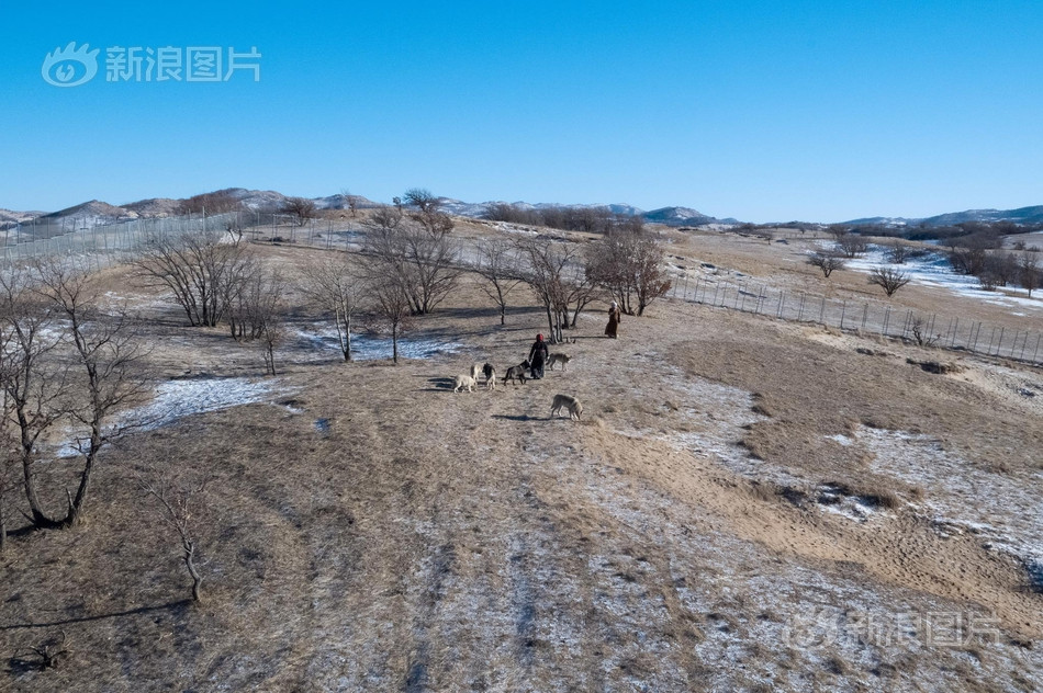 Chu Nguyệt cũng tâm sự rằng, nuôi sói khiến cô bị cô lập, khó gặp bạn bè, cũng khó tìm người yêu vì ai nghe thấy công việc nuôi sói của cô đến muốn bỏ chạy. Tuy nhiên, cô không hề buồn chán mà rất yêu những con sói, cô sẽ không từ bỏ công việc này.