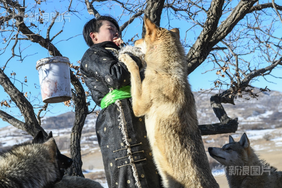 Mỗi lần đến giờ cho ăn, những con sói lại vây lấy Chu Nguyệt với niềm vui đặc biệt, giống hệt như những đứa trẻ nhìn thấy mẹ. Chúng cũng rất nghịch ngợm và hiếu động, thường tranh nhau, khiến Chu Nguyệt phải chú ý. Thậm chí, có lần, Chu Nguyệt phải ngửa chiếc thùng gỗ rỗng cho chúng xem, những con sói mới chịu buông tha, không đòi ăn tiếp.