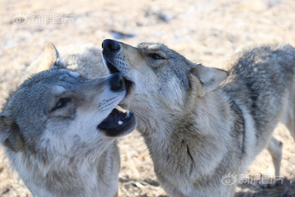 Khi có du khách muốn chụp ảnh với sói, Chu Nguyệt sẽ đứng một bên trấn an, đảm bảo sói sẽ không đả thương người, cũng không bị ngường làm bị thương.