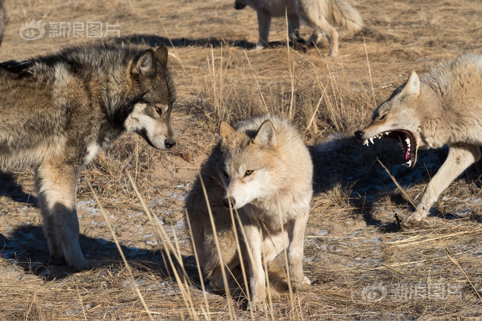 Được biết, sói là động vật hoang dã không được bảo vệ. Trong lãnh thổ Xích Phong, Nội Mông, sói có thể được nuôi miễn là có nguồn hợp pháp và có giấy chứng nhận kiểm dịch.
