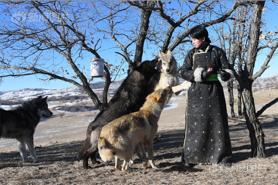 Mỗi ngày, cô gái trẻ chuẩn bị khoảng 50kg thịt, xương chủ yếu là thịt gà, xương cừu, thịt cừu. Sáng khoảng 7h30 cô sẽ cho những con sói ăn bữa sáng khoảng 20kg xương, thịt. Buổi chiều sẽ lặp lại lần nữa.