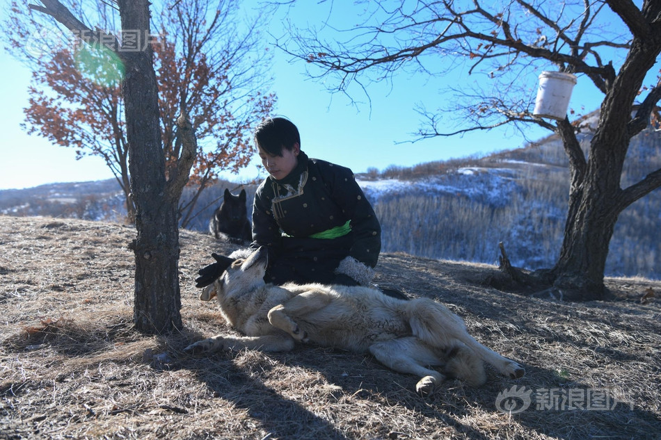 Thi thoảng Chu Nguyệt cũng bón thịt cho sói bằng chính miệng của mình. Cô cố tình cắn chặt miếng thịt vào miệng để những con sói kéo co với mình. Những con sói rất nhẹ nhàng, chúng sợ làm Chu Nguyệt tổn thương.