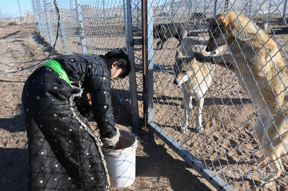 Tháng 11 năm ngoái, Chu Nguyệt nhận lời làm việc tại một khu du lịch sinh tại Nội Mông, ở trong ký túc xá, chính thức trở thành người nuôi sói chuyên nghiệp, chăn nuôi 8 con sói trưởng thành, to lớn.