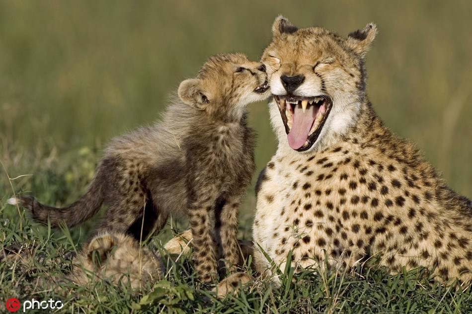 Khuôn mặt vui vẻ quá độ của báo đốm mẹ khi được báo đốm con 8 tuần tuổi yêu thương, thơm nhẹ vào má.