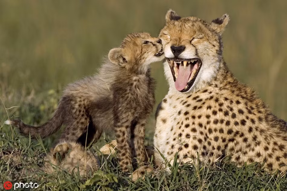 Khuôn mặt vui vẻ quá độ của báo đốm mẹ khi được báo đốm con 8 tuần tuổi yêu thương, thơm nhẹ vào má.