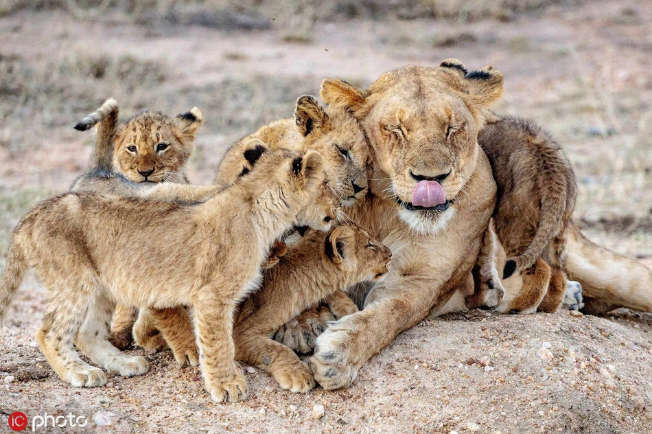 Con đàn cháu đống, con sư tử cái này hạnh phúc không gì sánh bằng. Cảnh tượng thực sự rất ngọt ngào, ấm áp.