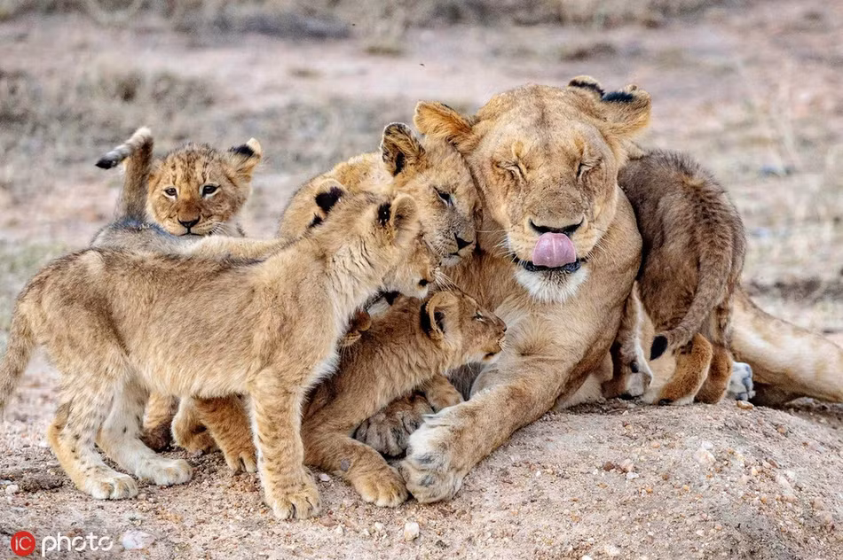 Con đàn cháu đống, con sư tử cái này hạnh phúc không gì sánh bằng. Cảnh tượng thực sự rất ngọt ngào, ấm áp.