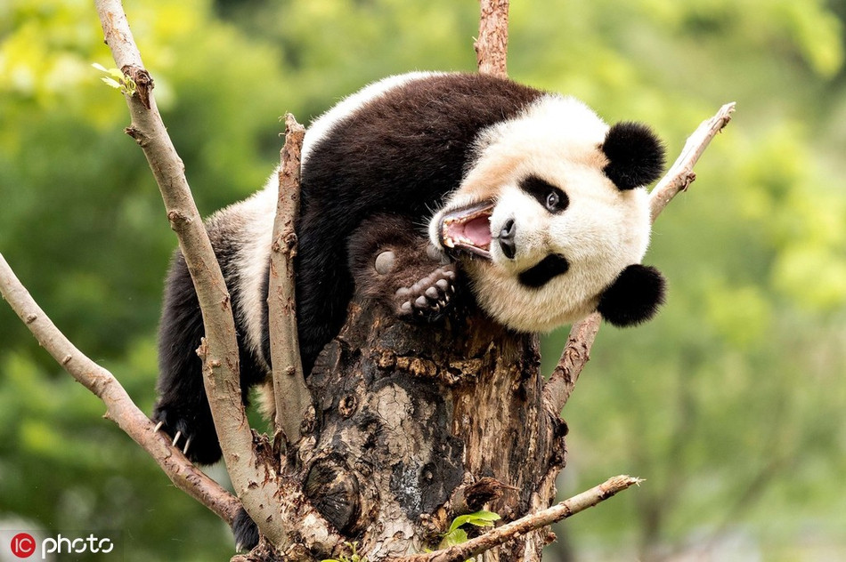 Khi thấy nhiếp ảnh gia chú ý đến mình, gấu trúc cười sung sướng, khoe cuộc sống nhàn nhã, tự tại của mình.