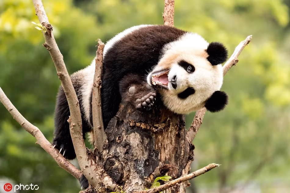 Khi thấy nhiếp ảnh gia chú ý đến mình, gấu trúc cười sung sướng, khoe cuộc sống nhàn nhã, tự tại của mình.