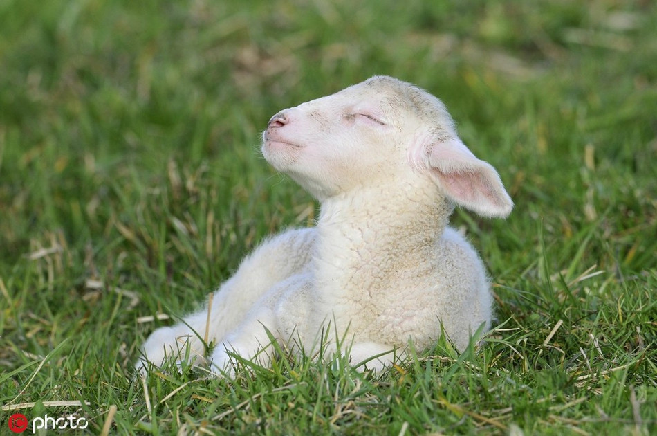 Không có gì phải bàn cãi, khuôn mặt hạnh phúc của chú dê non này đã chứng minh tất cả, chú dê có một cuộc sống viên mãn, vui vẻ.