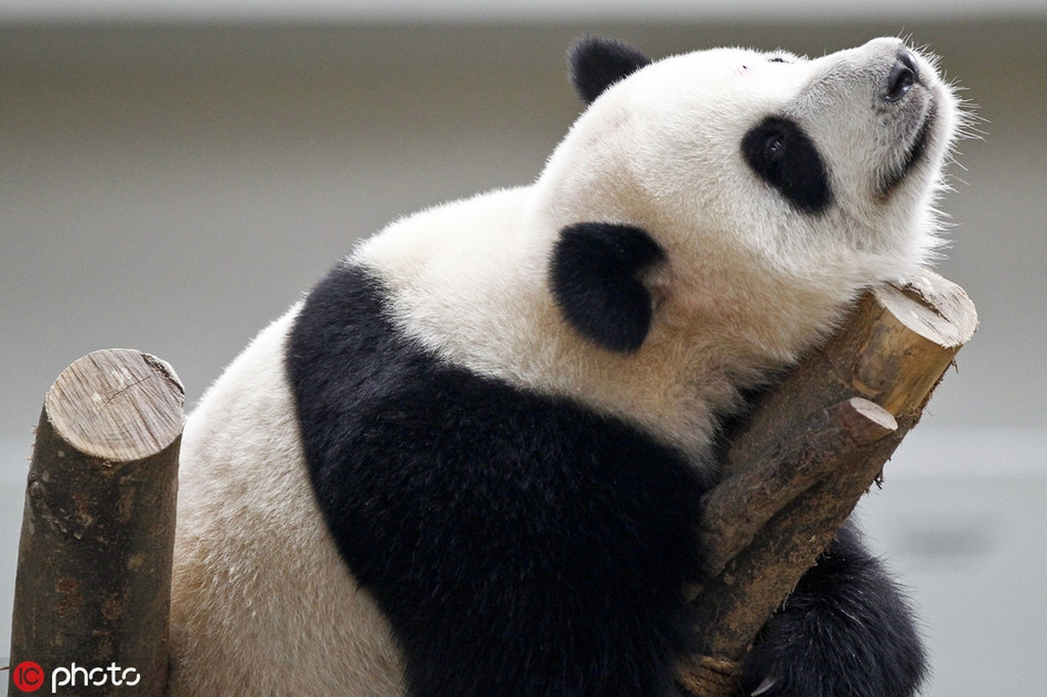 Gấu trúc khổng lồ chỉ đơn giản là nằm im ngắm nhìn trời đất cũng khiến người ta ngưỡng mộ vẻ thong dong, tận hưởng cuộc sống của nó.