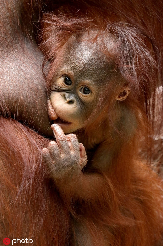 Đười ươi bé bỏng tuy còn rất non nớt nhưng đã học được cách dùng ngôn ngữ cơ thể để biểu thị sự tức giận, không đồng ý việc bị theo dõi, chụp ảnh liên tục.