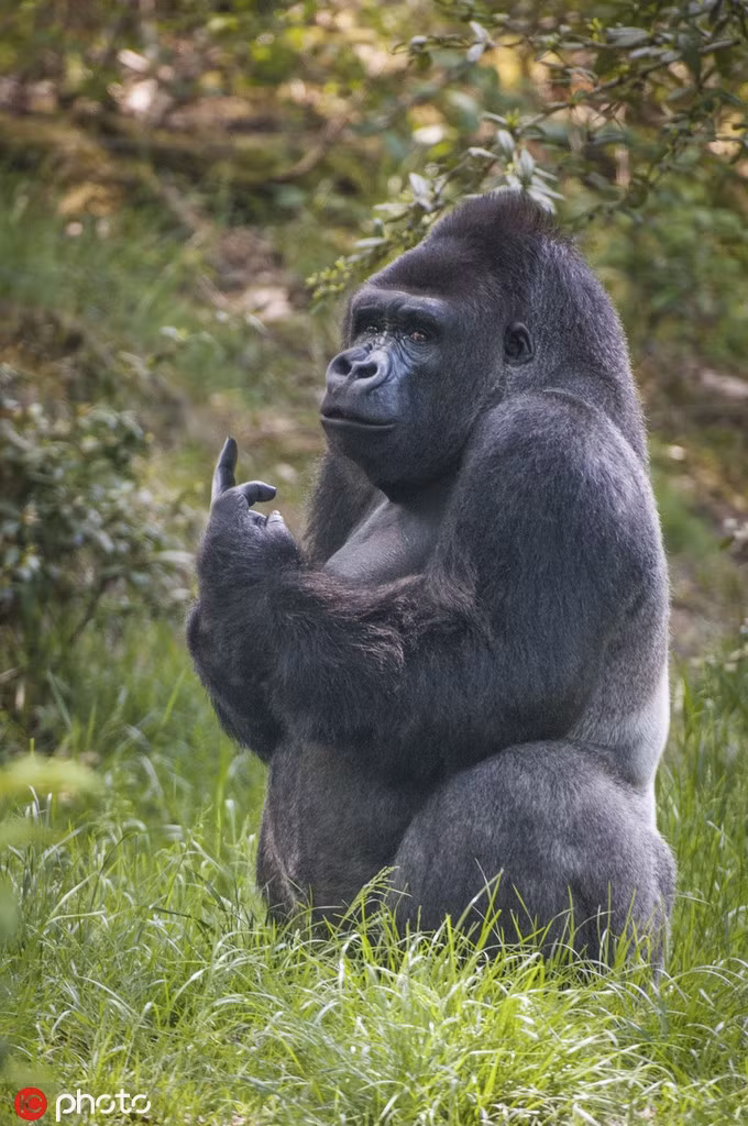 Vì vậy chúng dùng chính ngôn ngữ cơ thể để biểu đạt sự tức giận của mình, hy vọng con người sẽ cảm thấy xấu hổ mà tránh đi, để chúng được tận hưởng quãng thời gian yên bình, tĩnh lặng.