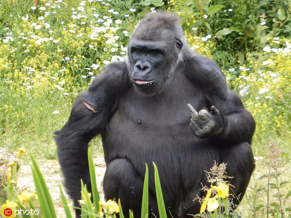 Trong ảnh là khoảnh khắc một con khỉ đột vô cùng khó chịu, giơ ngón tay giữa với nhiếp ảnh gia, cảnh cáo nhiếp ảnh gia không nên tiếp tục làm phiền nó nữa.