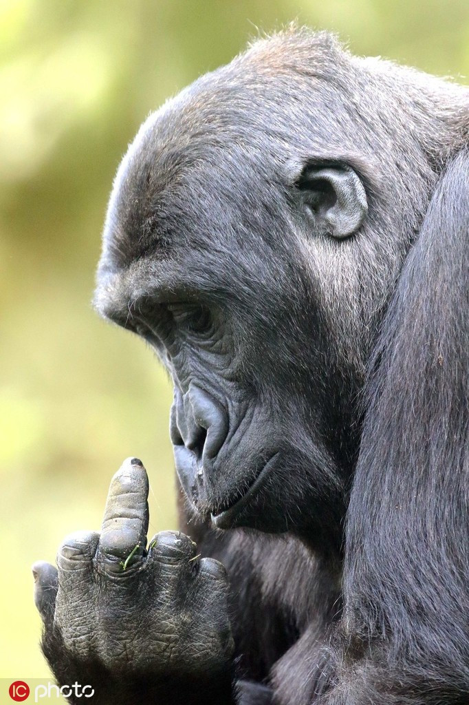 Tuy nhiên, khi tỏ ra khó chịu mà vẫn bị con người, đặc biệt là các nhiếp ảnh gia đeo bám để chụp ảnh, những con vật này sẵn sàng đáp trả. Chúng bắt chước con người, dựng thẳng ngón giữa để thay cho lời mắng chửi.