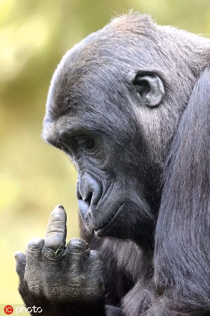 Tuy nhiên, khi tỏ ra khó chịu mà vẫn bị con người, đặc biệt là các nhiếp ảnh gia đeo bám để chụp ảnh, những con vật này sẵn sàng đáp trả. Chúng bắt chước con người, dựng thẳng ngón giữa để thay cho lời mắng chửi.