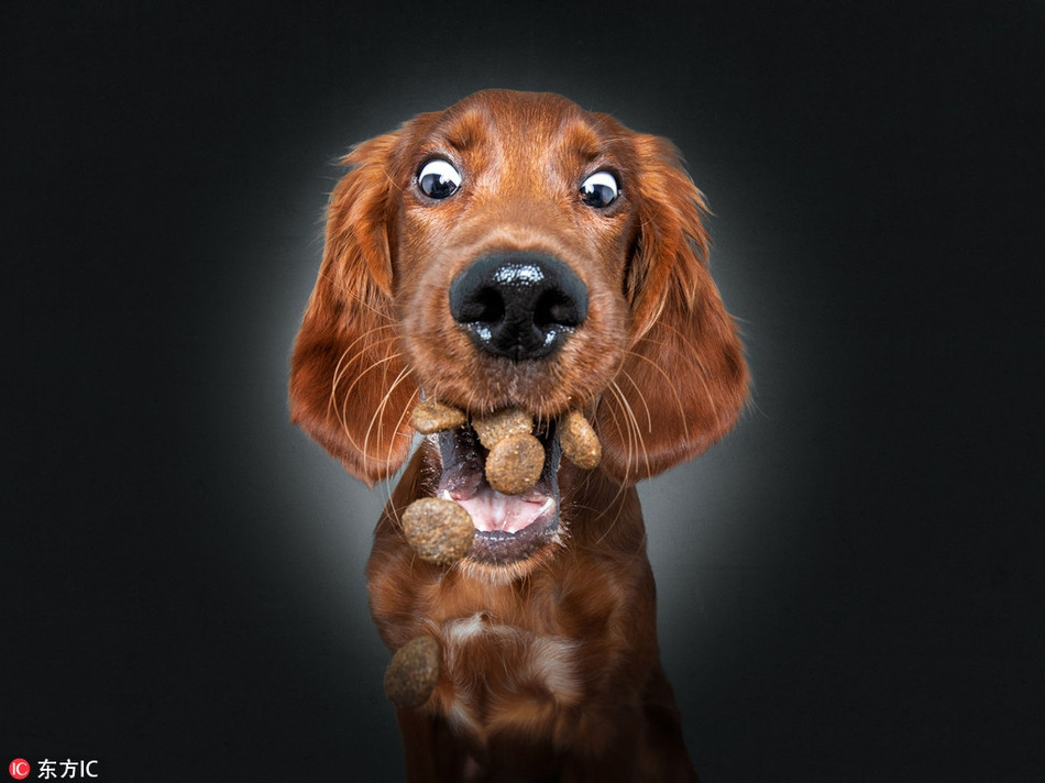 Choáng váng vì số thức ăn quá nhiều, chú chó cưng đáng yêu này trợn mắt há mồm vì tiếc.