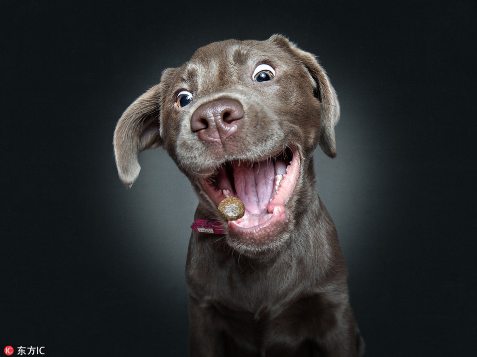 Đón đúng điểm rơi, chú chó này nghiêng đầu đầy thích thú với kiểu cho ăn mới mẻ này.