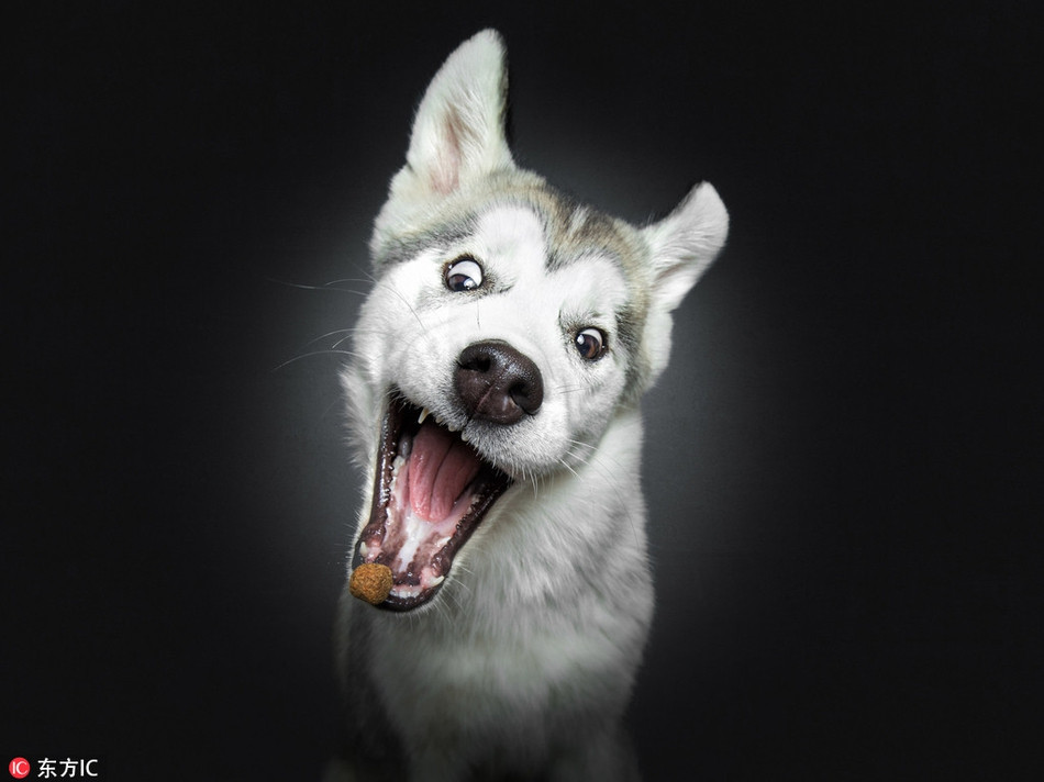 Tự tin rằng mình sẽ lấy được miếng ngon, chú chó husky ngốc nghếch này có biểu cảm rất quá đà. Tuy nhiên, cũng chính biểu hiện quá đà đó giúp chú ta gây được sự chú ý, chiếm được cảm tình của mọi người.