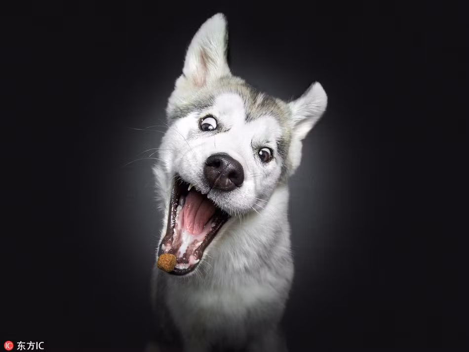 Tự tin rằng mình sẽ lấy được miếng ngon, chú chó husky ngốc nghếch này có biểu cảm rất quá đà. Tuy nhiên, cũng chính biểu hiện quá đà đó giúp chú ta gây được sự chú ý, chiếm được cảm tình của mọi người.